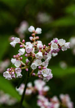 Koenigia campanulata (Hook. fil.) T. M. Schust. & Reveal resmi