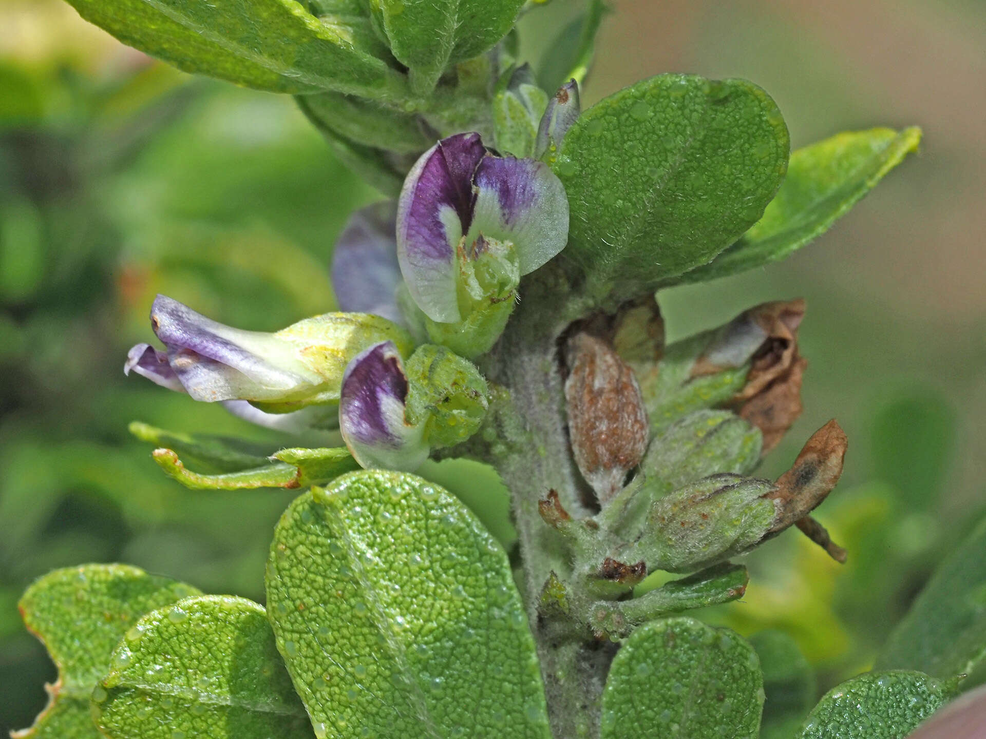 Image of Otholobium polystictum (Harv.) C. H. Stirt.