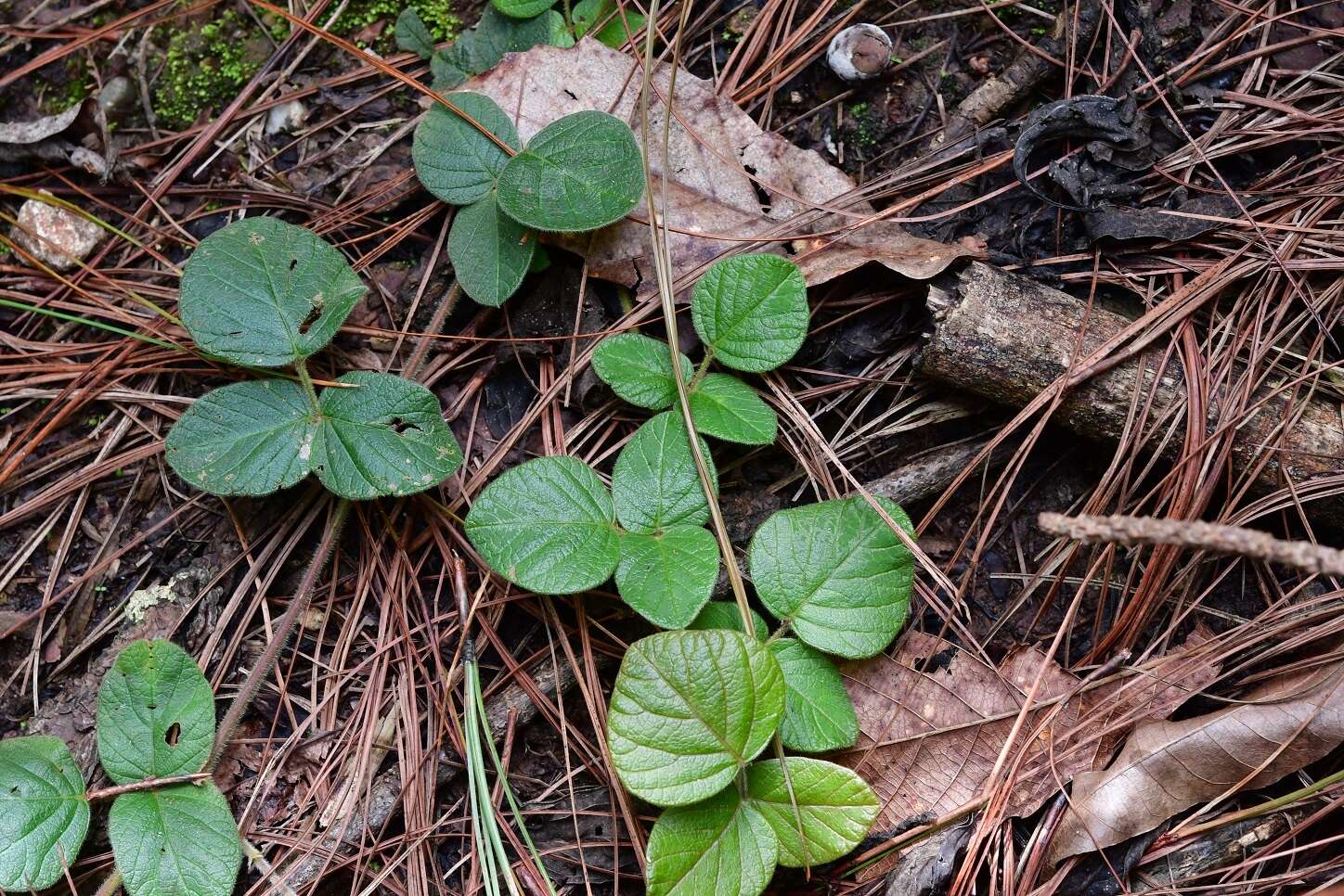 Desmodium molliculum (Kunth) DC. resmi