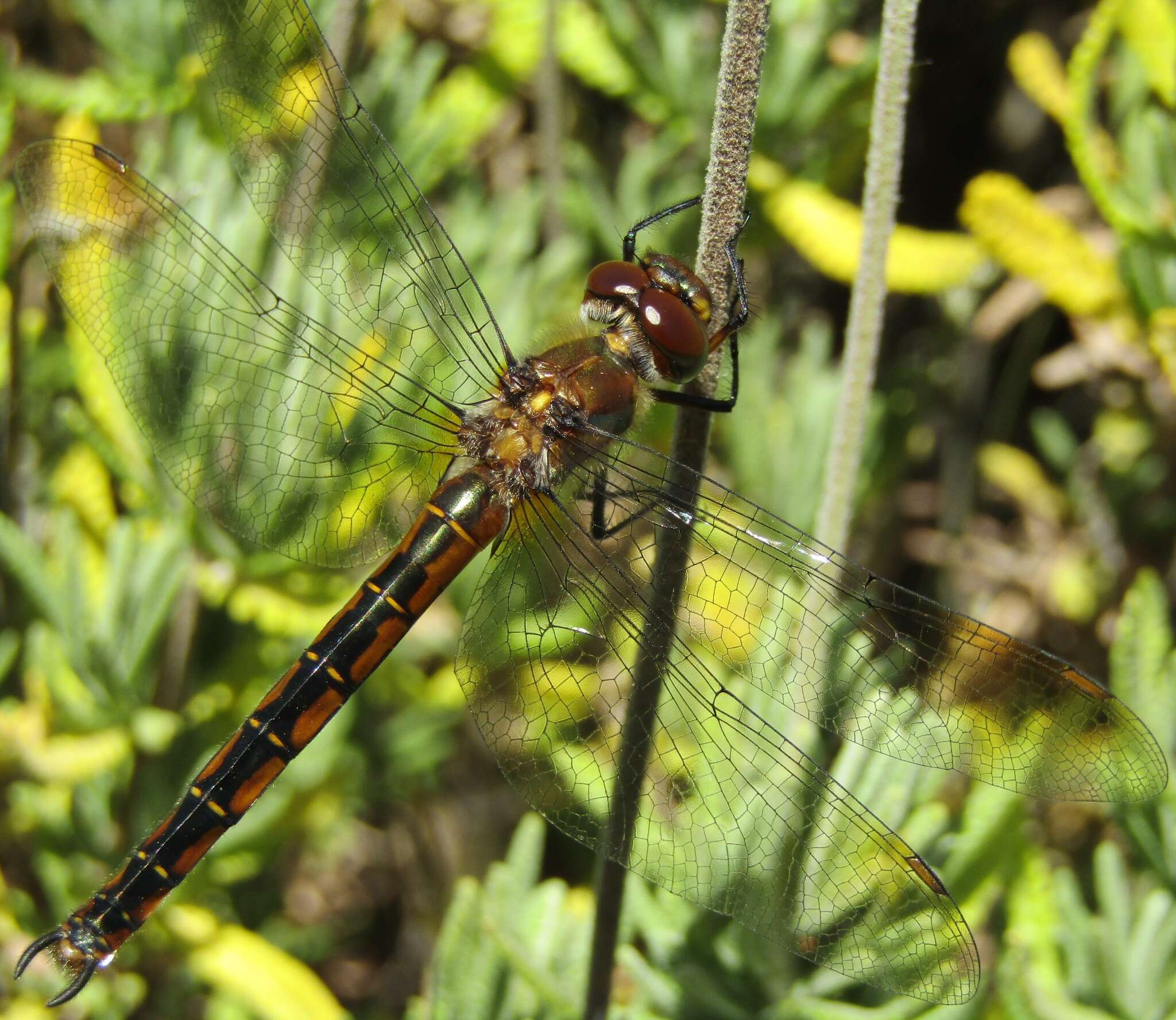 Image of Ranger Dragonfly