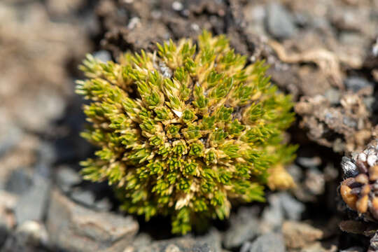 Image of Colobanthus lycopodioides Griseb.