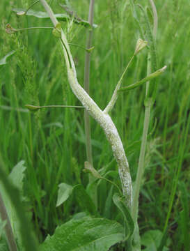 Image of Hyaloperonospora parasitica