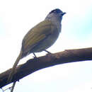 Image of Uluguru Greenbul