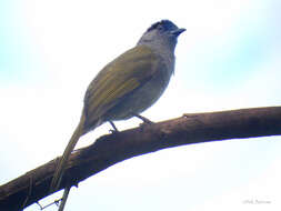 Image of Uluguru Greenbul