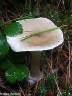 Image of Ampulloclitocybe