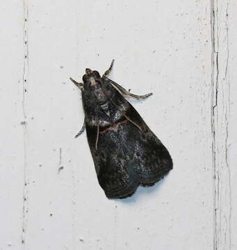 Image of Hickory Shoot Borer Moth