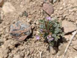 Image of salt gilia