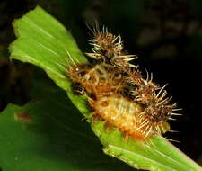 Image of Aspidimorpha (Megaspidomorpha) puncticosta Boheman 1854