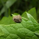 Image de Cyrtocoris White 1842