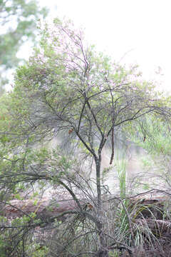 Plancia ëd Leucopogon obovatus (Labill.) R. Br.