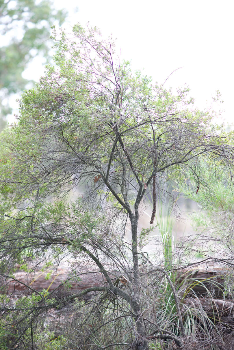 صورة Leucopogon obovatus subsp. revolutus (R. Br.) Hislop