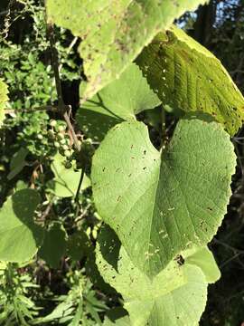 Image of graybark grape