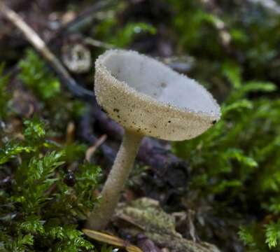 Imagem de Helvella macropus (Pers.) P. Karst. 1871