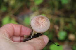 Image of Rosy Wood Mushroom