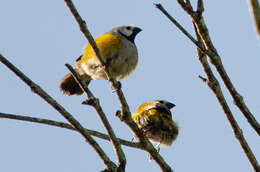 Image of Grey-headed Oliveback