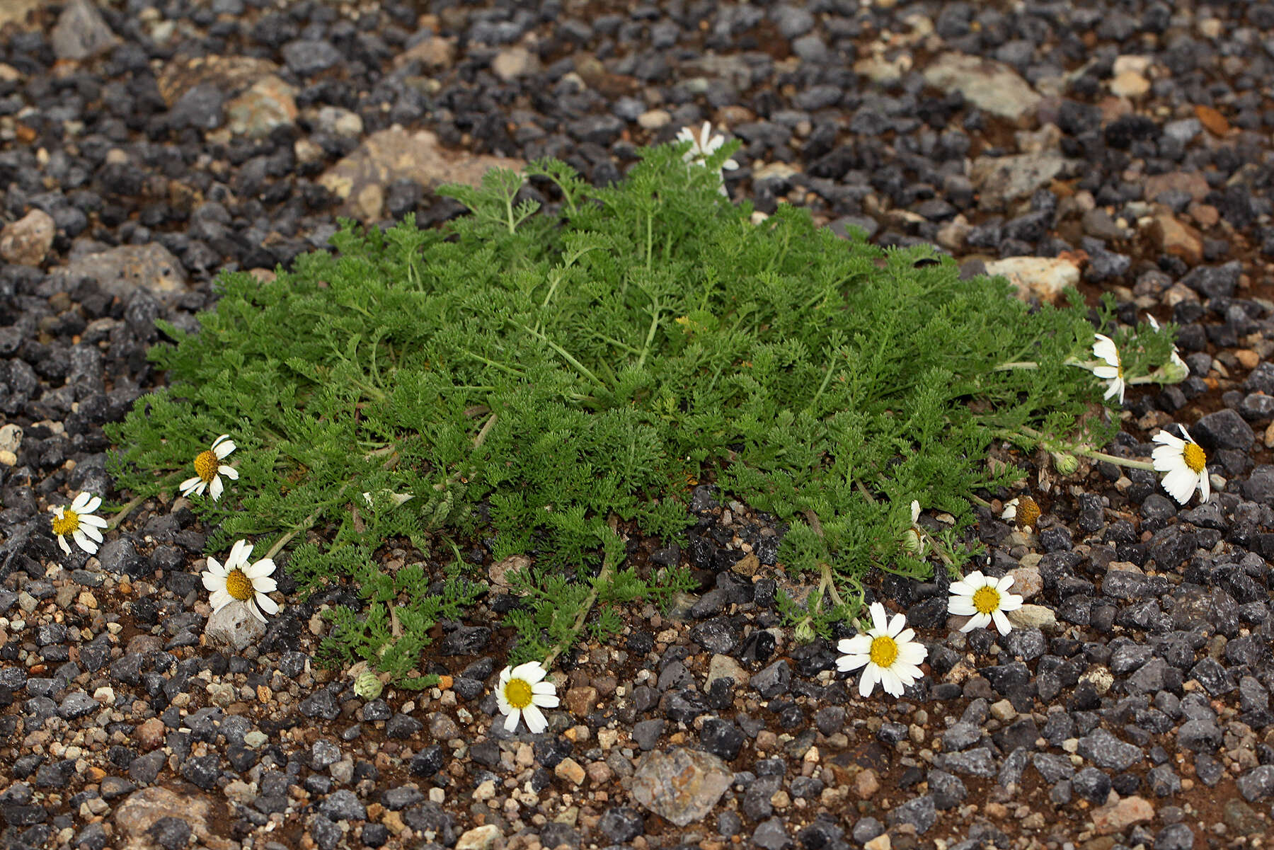 Image of Anthemis tigreensis J. Gay ex A. Rich.