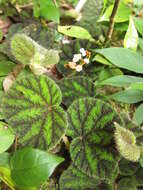 Image of Begonia conipila Irmsch. ex Kiew