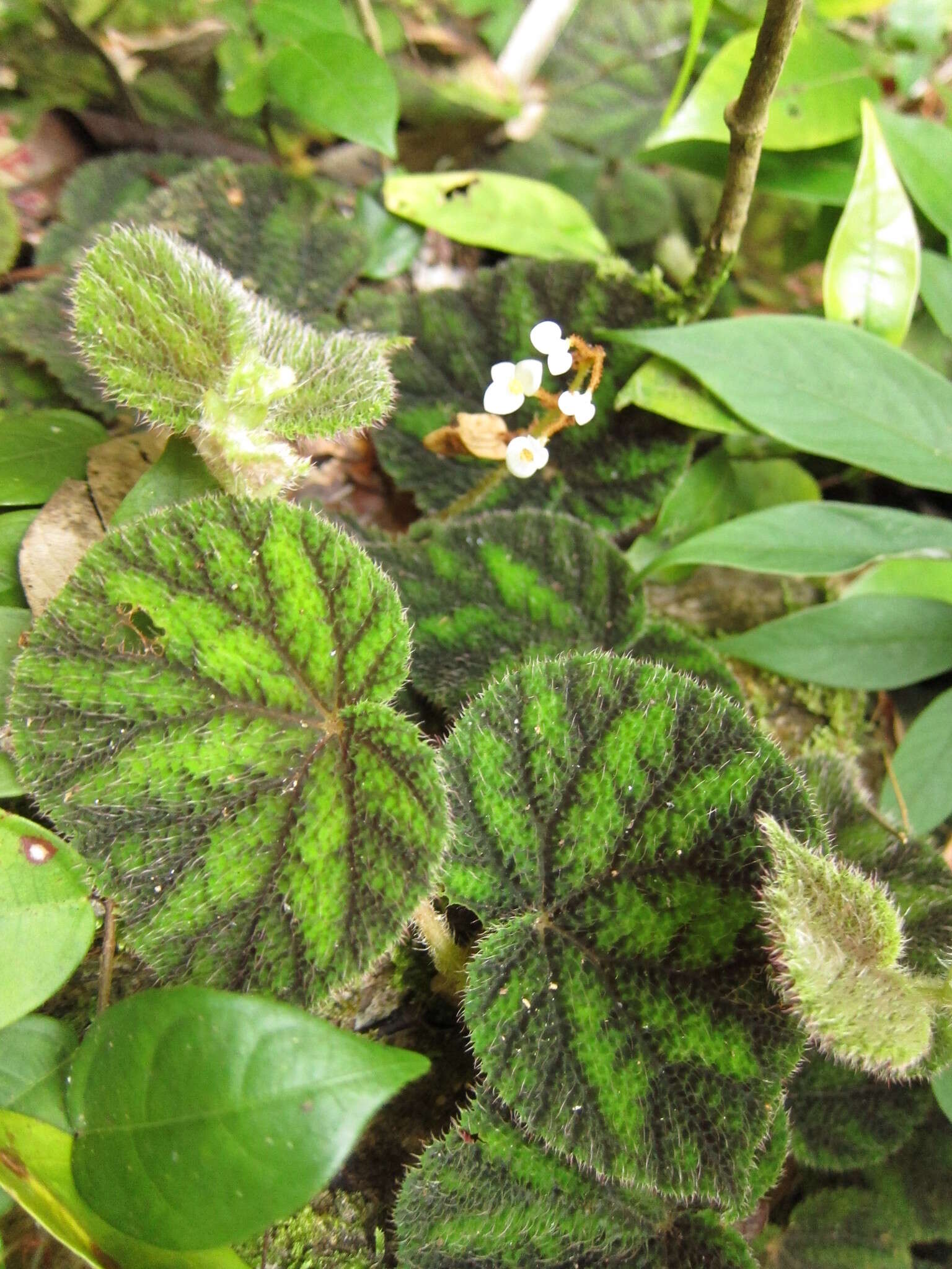 Image of Begonia conipila Irmsch. ex Kiew