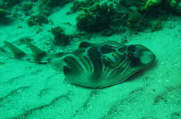 Image of Trygonorrhina