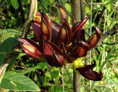 Image of Mucuna coriacea Baker