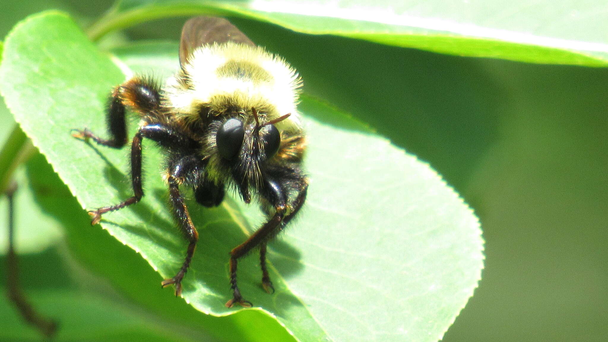 Image of Laphria thoracica Fabricius 1805