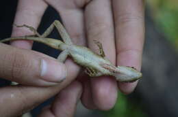 Image de Anolis naufragus (Campbell, Hillis & Lamar 1989)