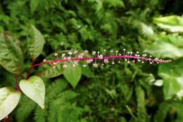 Image of Venezuelan pokeweed