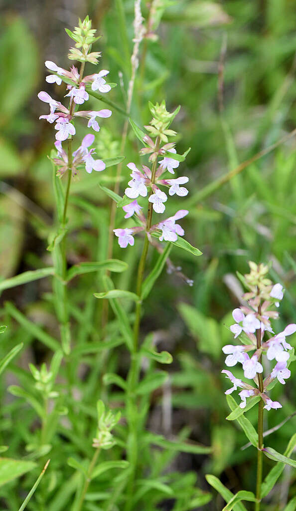 Imagem de Stachys hyssopifolia Michx.