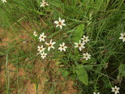 Image of swordleaf blue-eyed grass