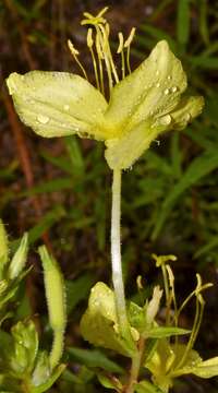 Imagem de Oenothera heterophylla subsp. orientalis W. Dietrich, P. H. Raven & W. L. Wagner