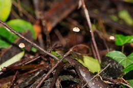 Image of Marasmius crinis-equi F. Muell. ex Kalchbr. 1880