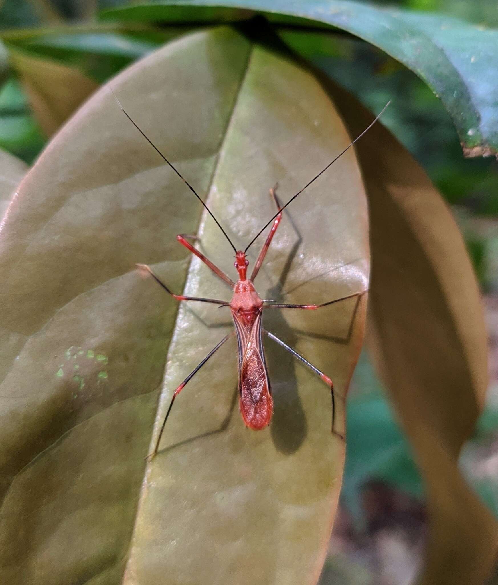 Image of Ricolla quadrispinosa (Linnaeus 1767)