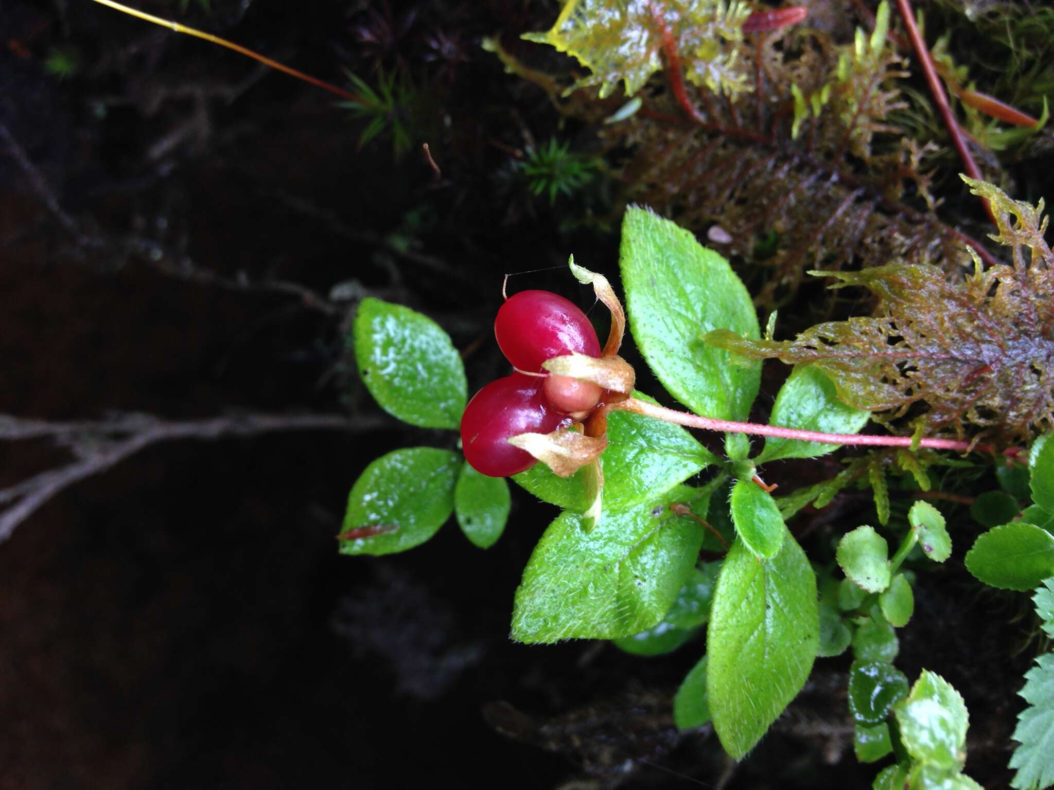 Rubus pedatus Sm. resmi