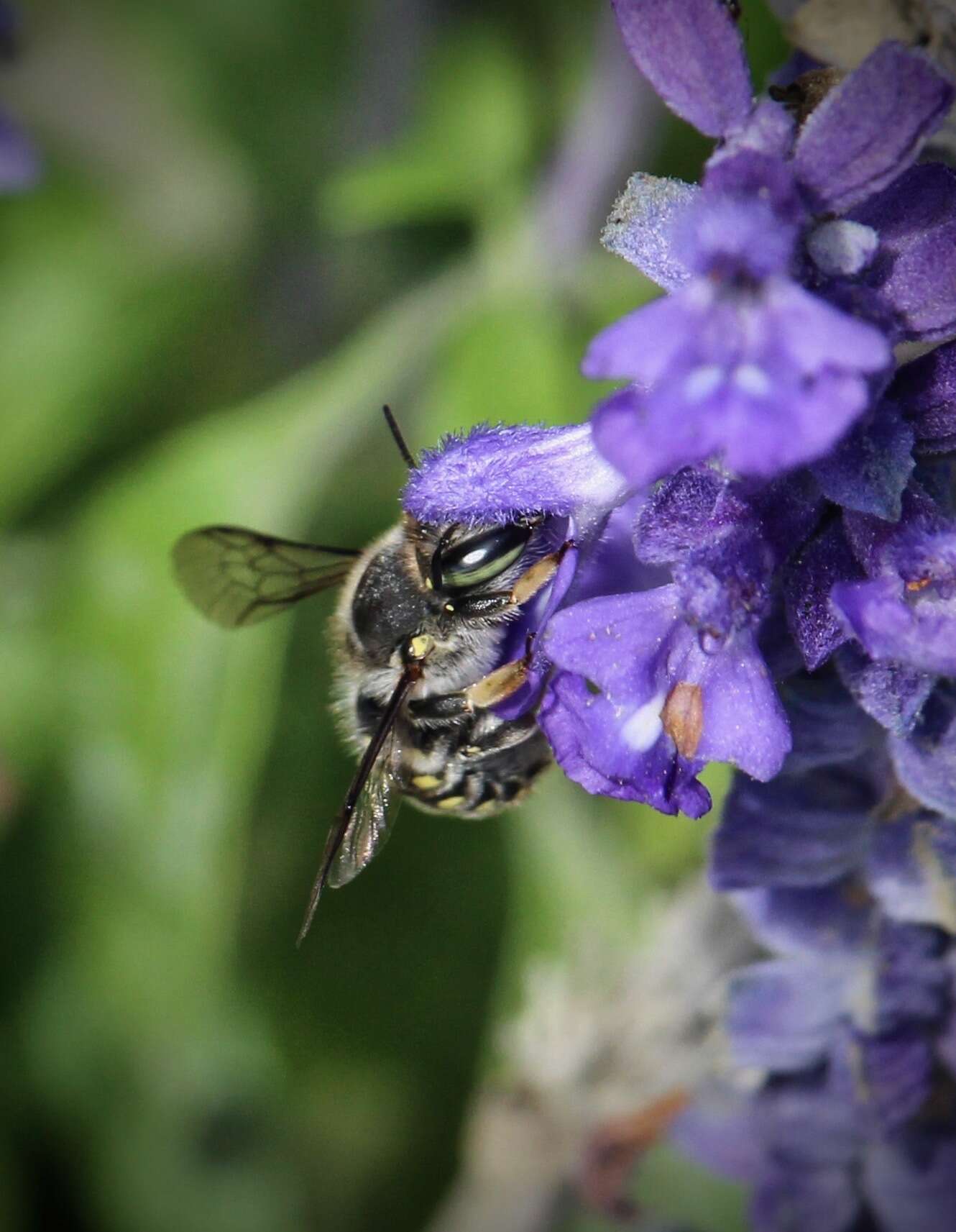 Image of Anthidium maculosum Cresson 1878