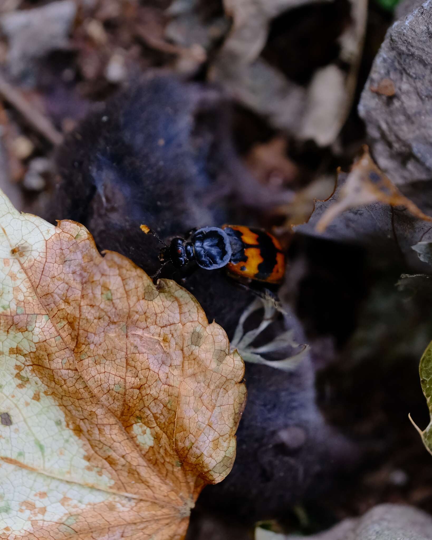 Imagem de Nicrophorus (Nicrophorus) quadripunctatus (Kraatz 1877)