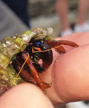 Image of Calcinus morgani Rahayu & Forest 1999