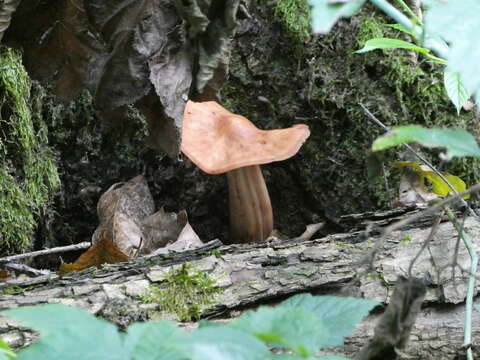 Image de Gymnopus fusipes (Bull.) Gray 1821