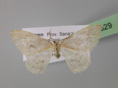 Image of Omphacodes
