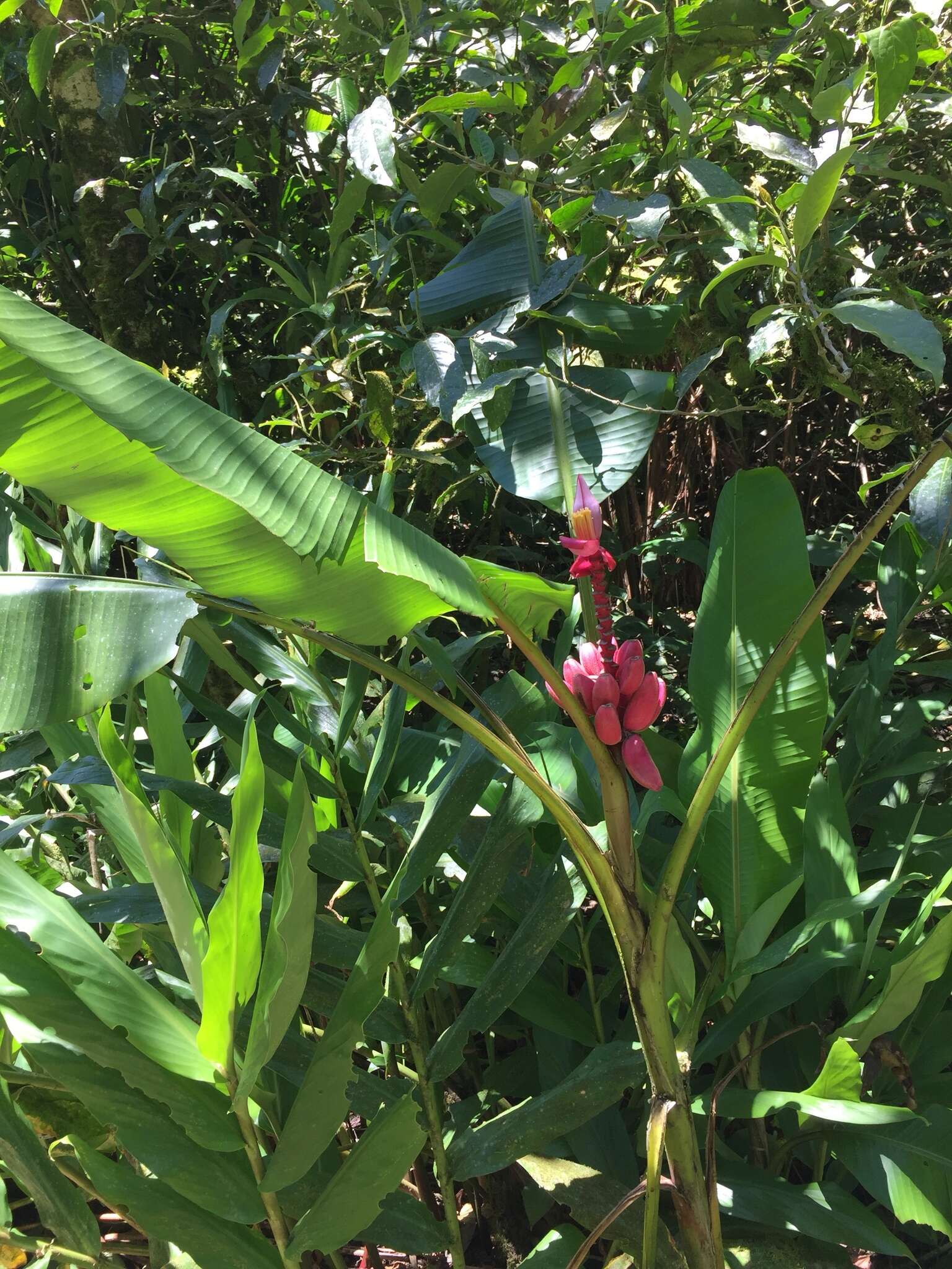 Image of hairy banana