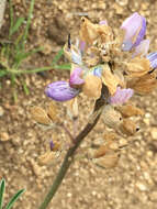 صورة Lupinus arboreus var. eximius (Burtt Davy) C. P. Sm.