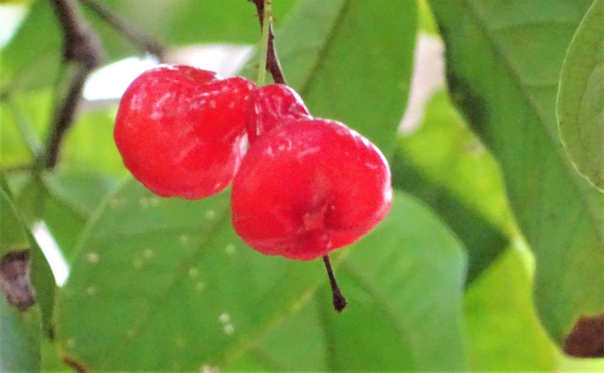 Image of watery roseapple