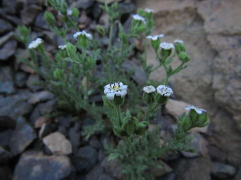 Image de Leucheria polyclados (J. Remy) Reiche