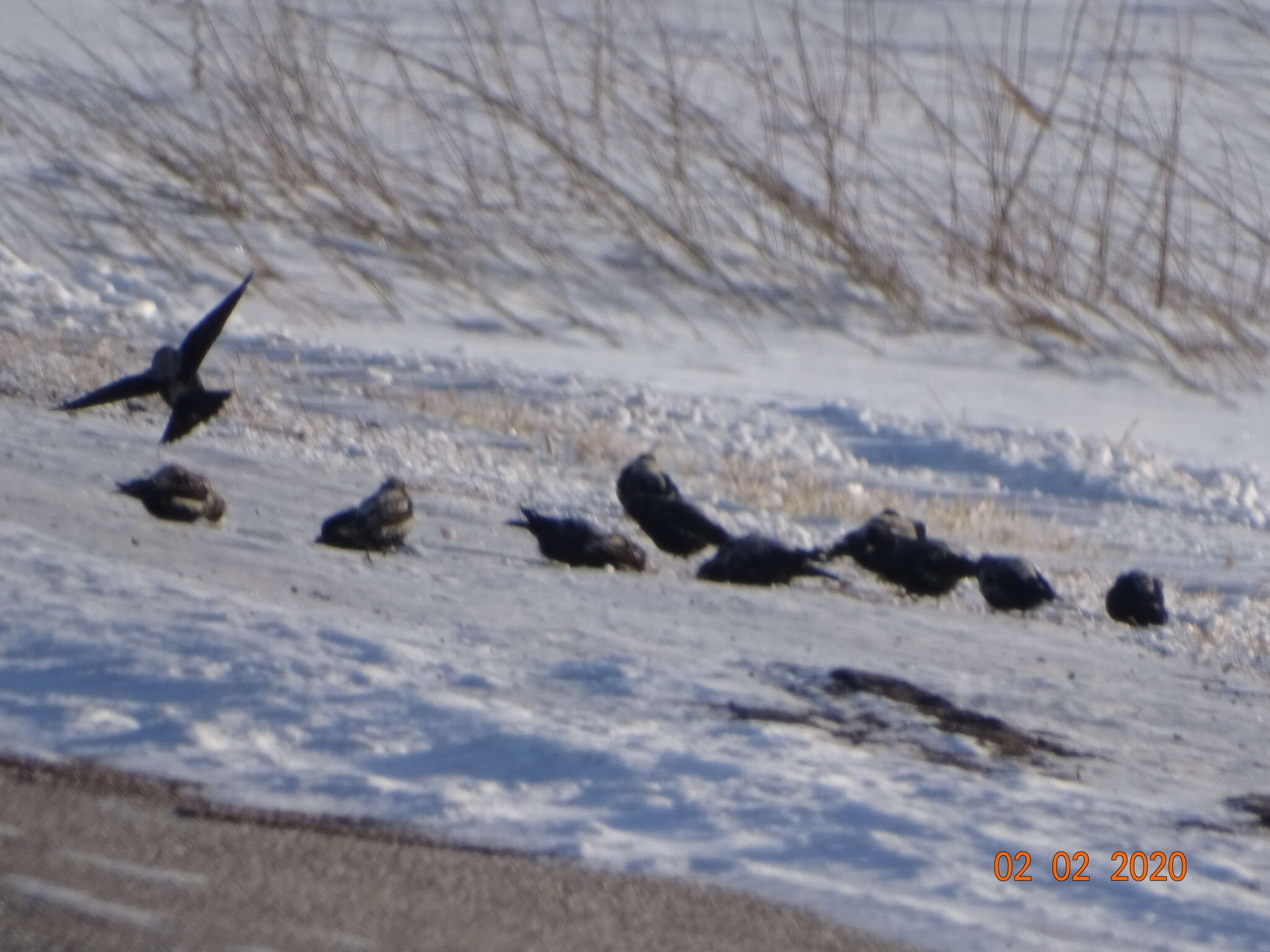 Image of Black Lark