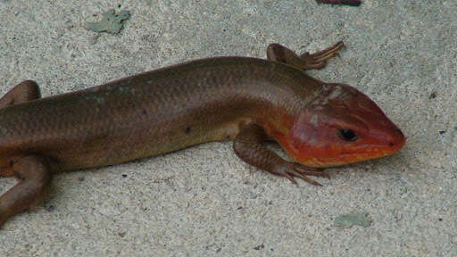 Image of Broad-headed Skink