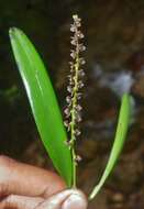 Image of Stelis aemula Schltr.