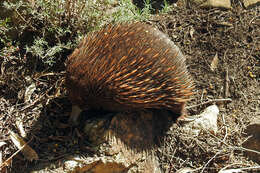 Sivun Tachyglossus aculeatus aculeatus (Shaw 1792) kuva