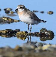 Image of Lesser Sand Plover