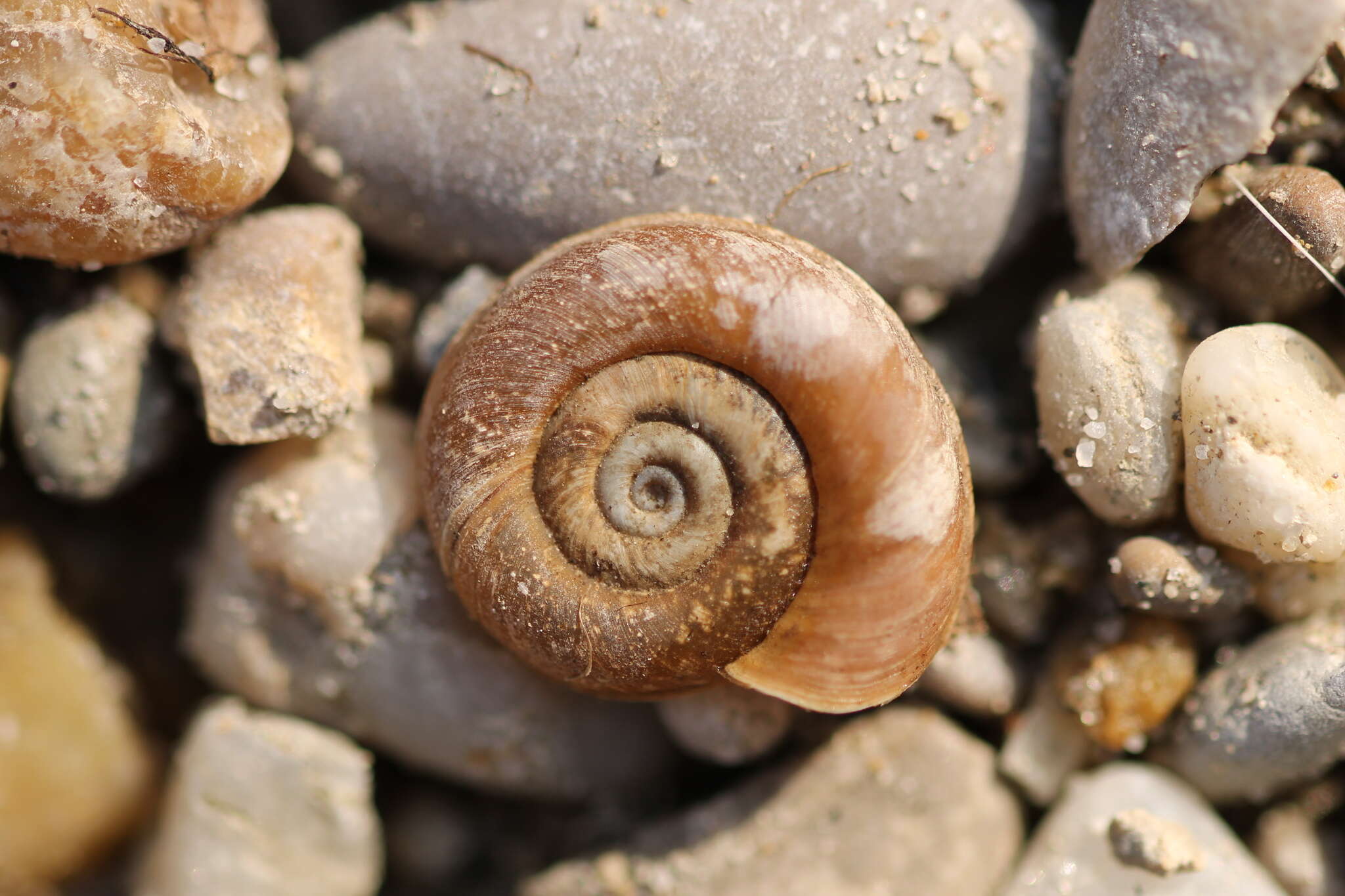 Image of Ram's Horn Snail