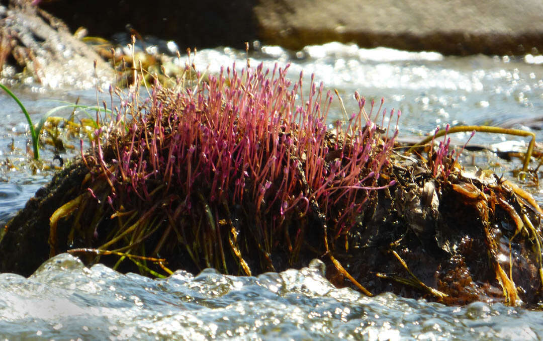 Image of Marathrum plumosum (Novelo & C. T. Philbrick) C. T. Philbrick & C. P. Bove