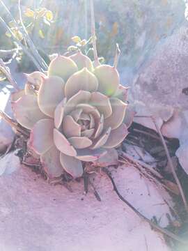 Image of Echeveria cuspidata Rose ex Britton & Rose